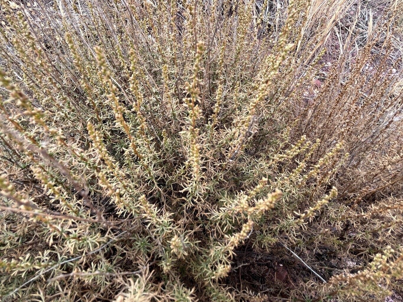 Artemisia monosperma — search result for 'Artemisia'