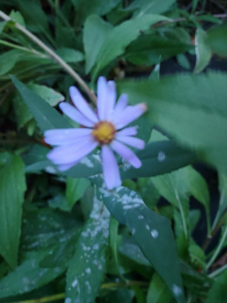 Symphyotrichum laeve flower