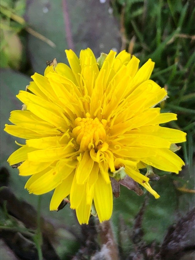 Taraxacum obovatum flower