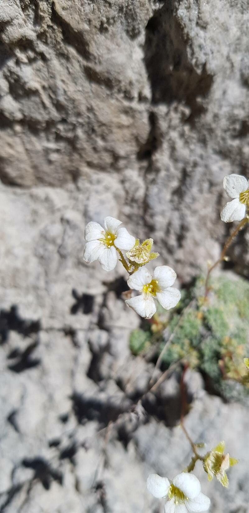 Saxifraga caesia flower