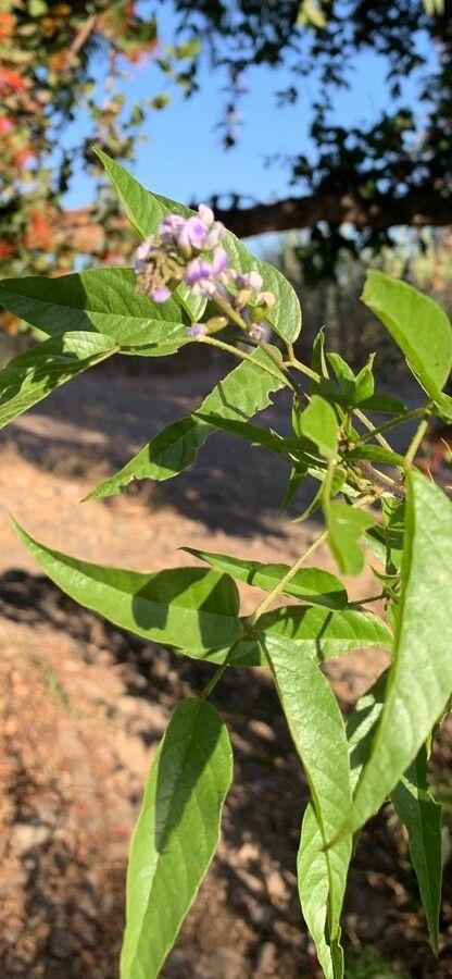 Psoralea glandulosa — related species from the same genus