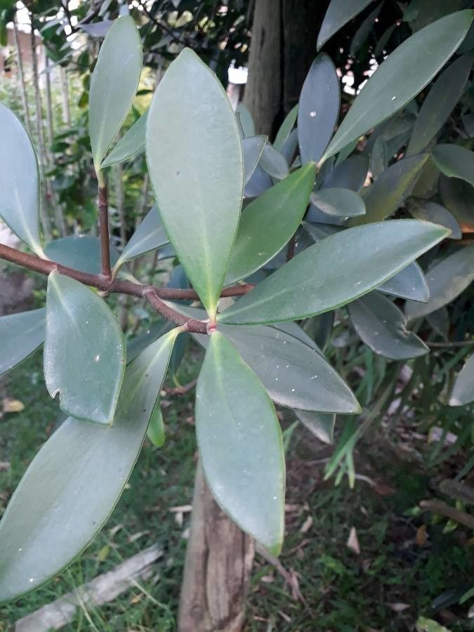 Clusia orthoneura — search result for 'Clusia'