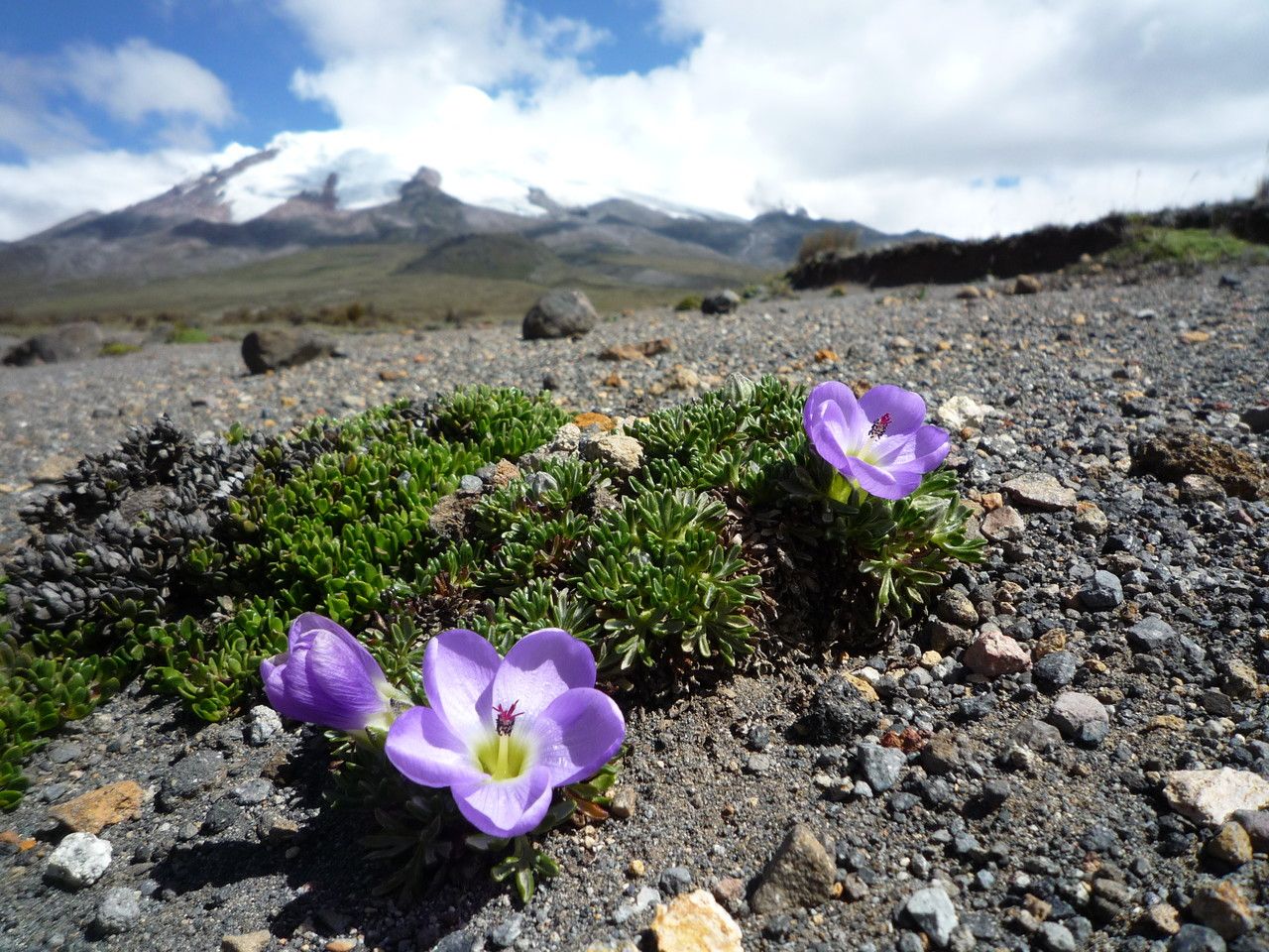 Nototriche phyllanthos flower