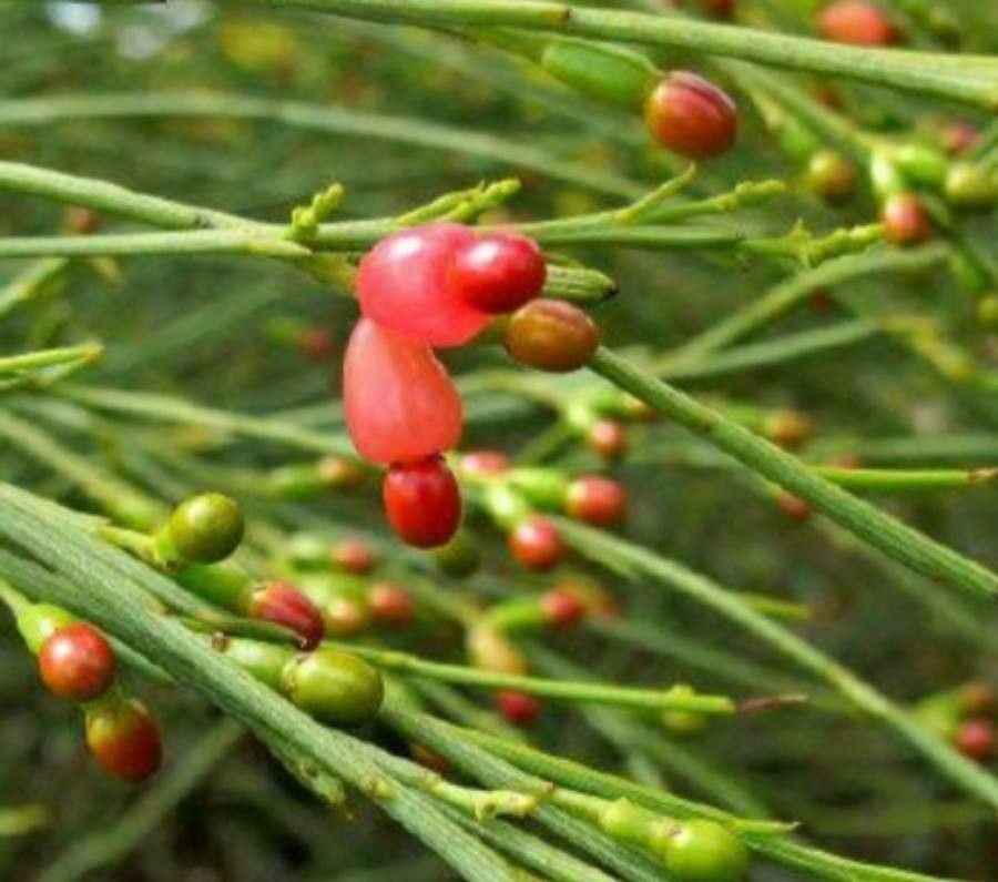 Exocarpos nanus — related species from the same genus