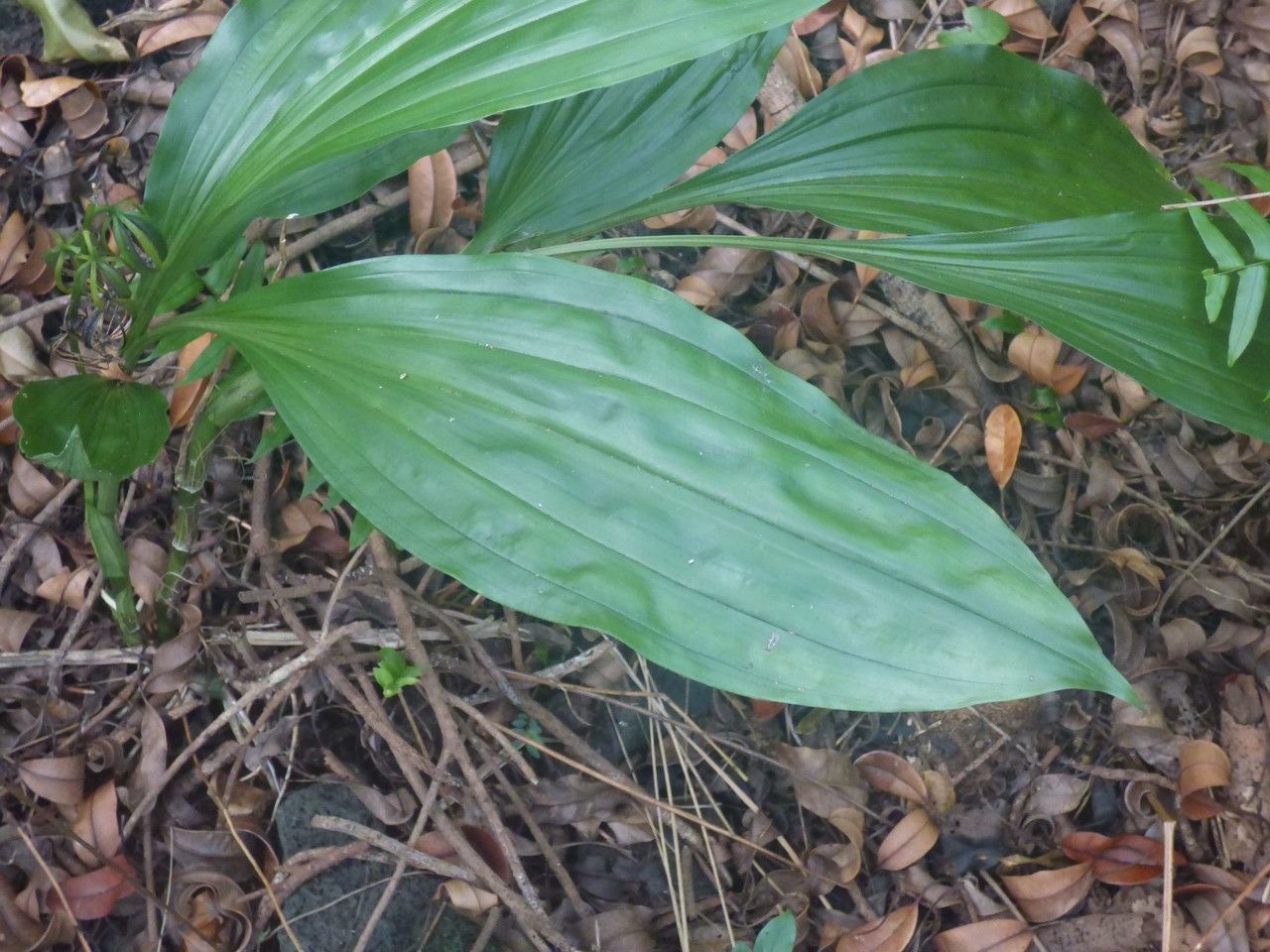 Calanthe tetragona leaf