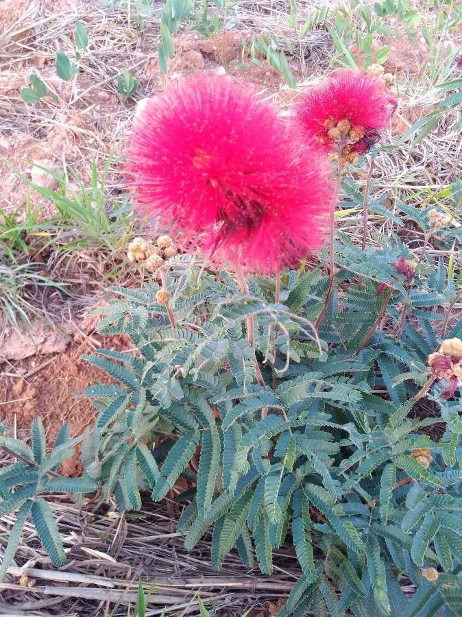 Calliandra dysantha habit