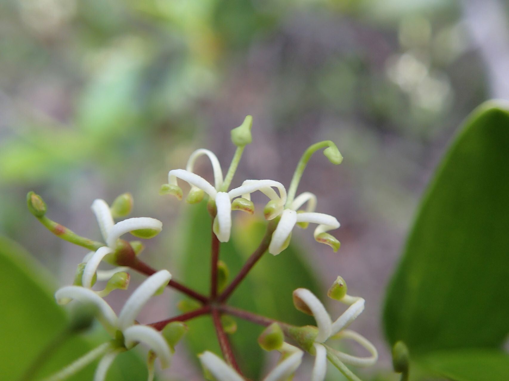 Stenocarpus umbellifer — houseplant care guide