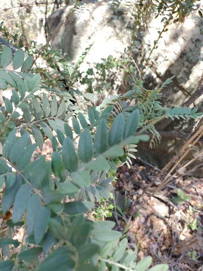 Sophora macrocarpa leaf