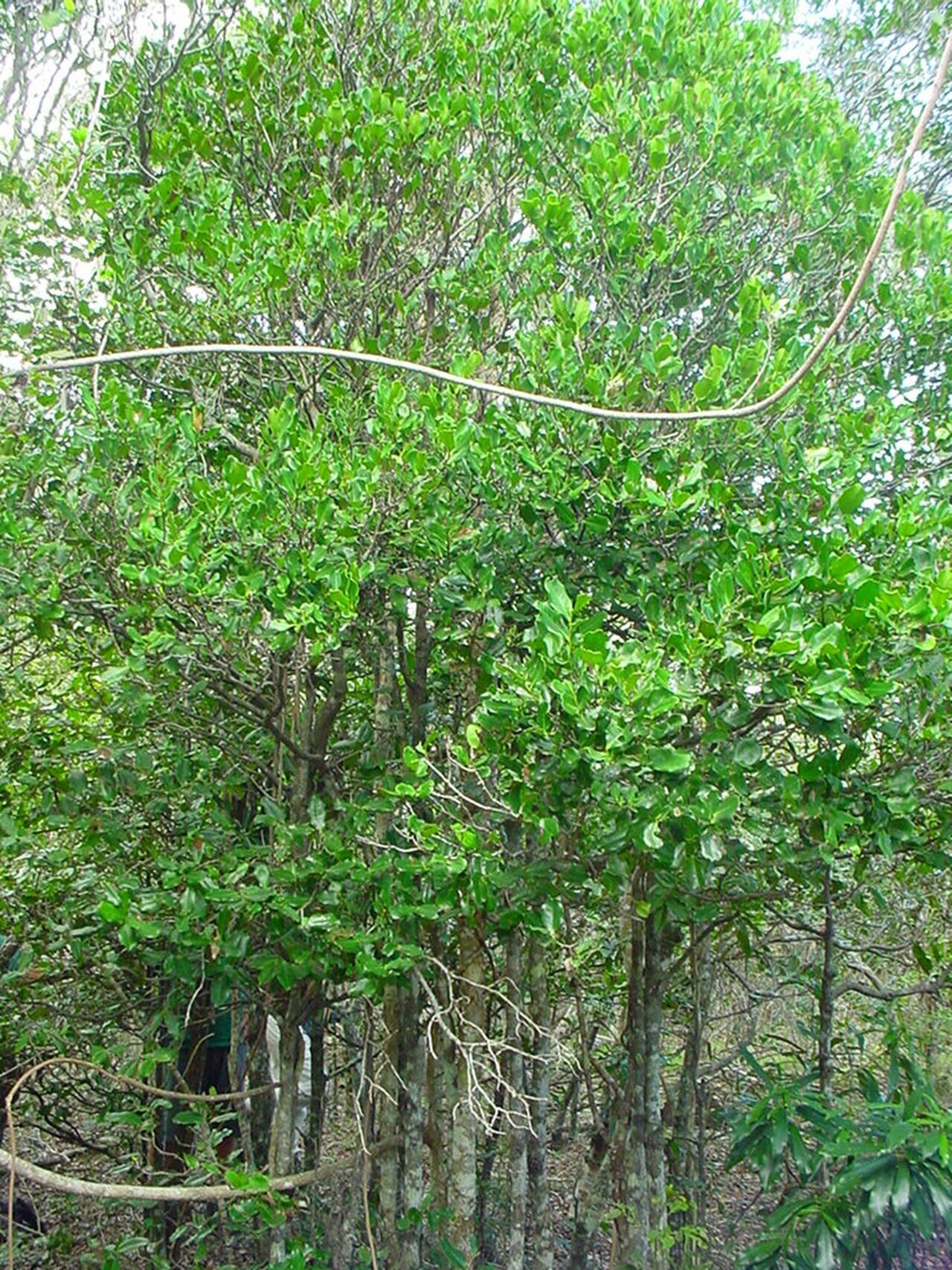 Diospyros cherrieri habit