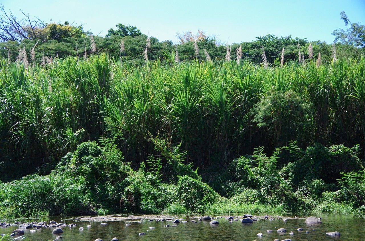 Gynerium sagittatum — search result for 'Guatemala'
