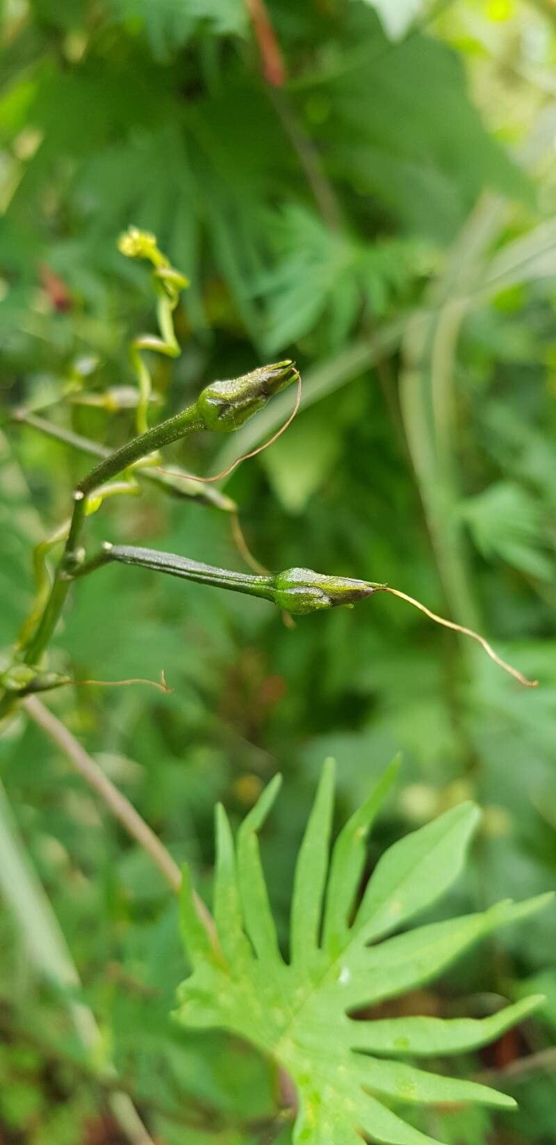 Ipomoea × multifida fruit