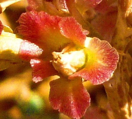 Caroxylon divaricatum — related species from the same genus