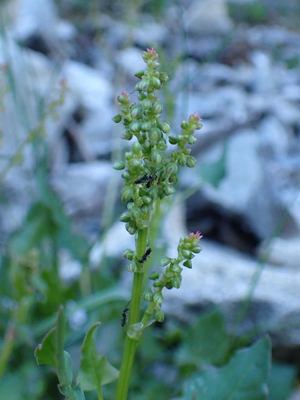 Rumex scutatus fruit