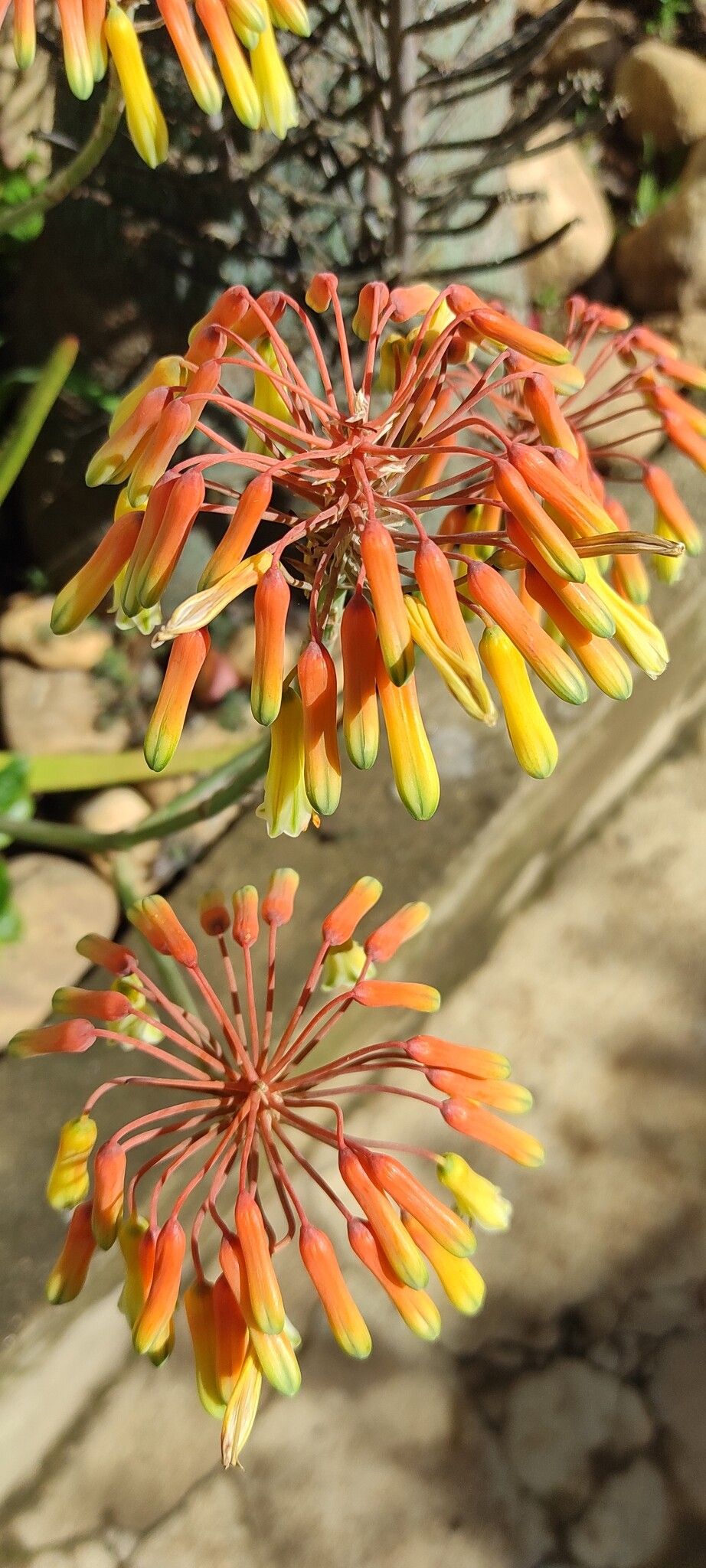 Aloe vatovavensis — houseplant care guide