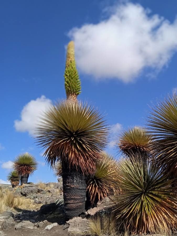 Puya raimondii flower