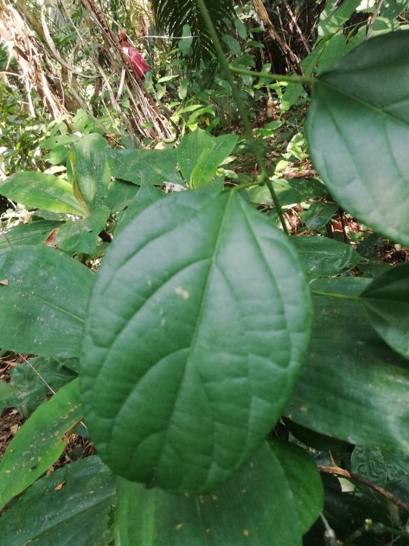 Plukenetia conophora — related species from the same genus