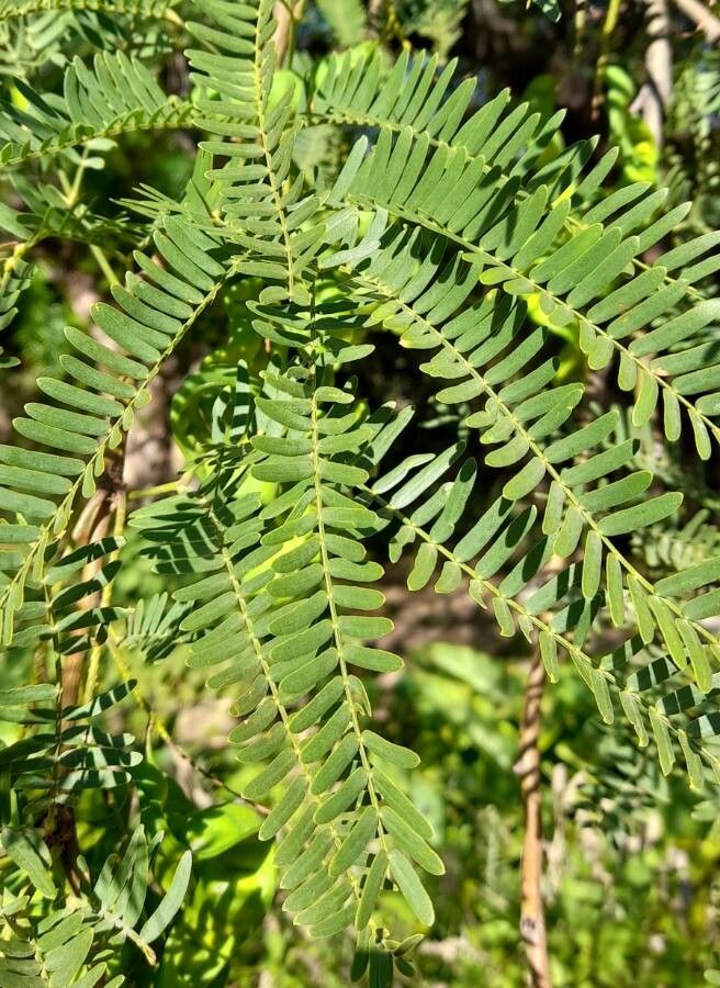 Prosopis alba leaf