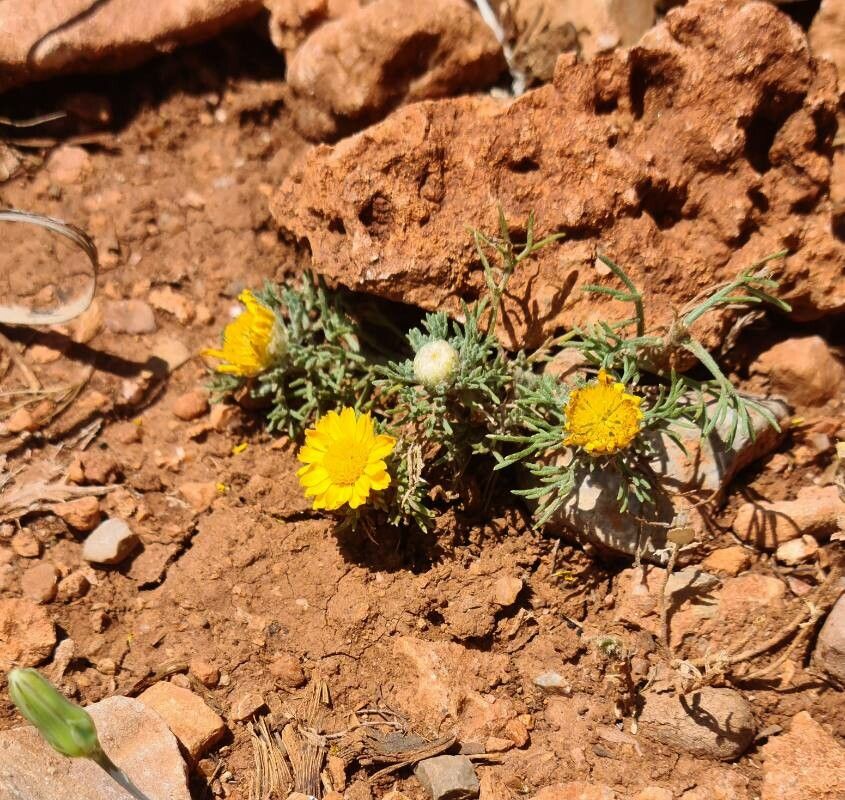 Cladanthus arabicus habit