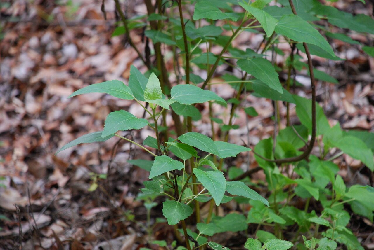 Venegasia carpesioides — houseplant care guide