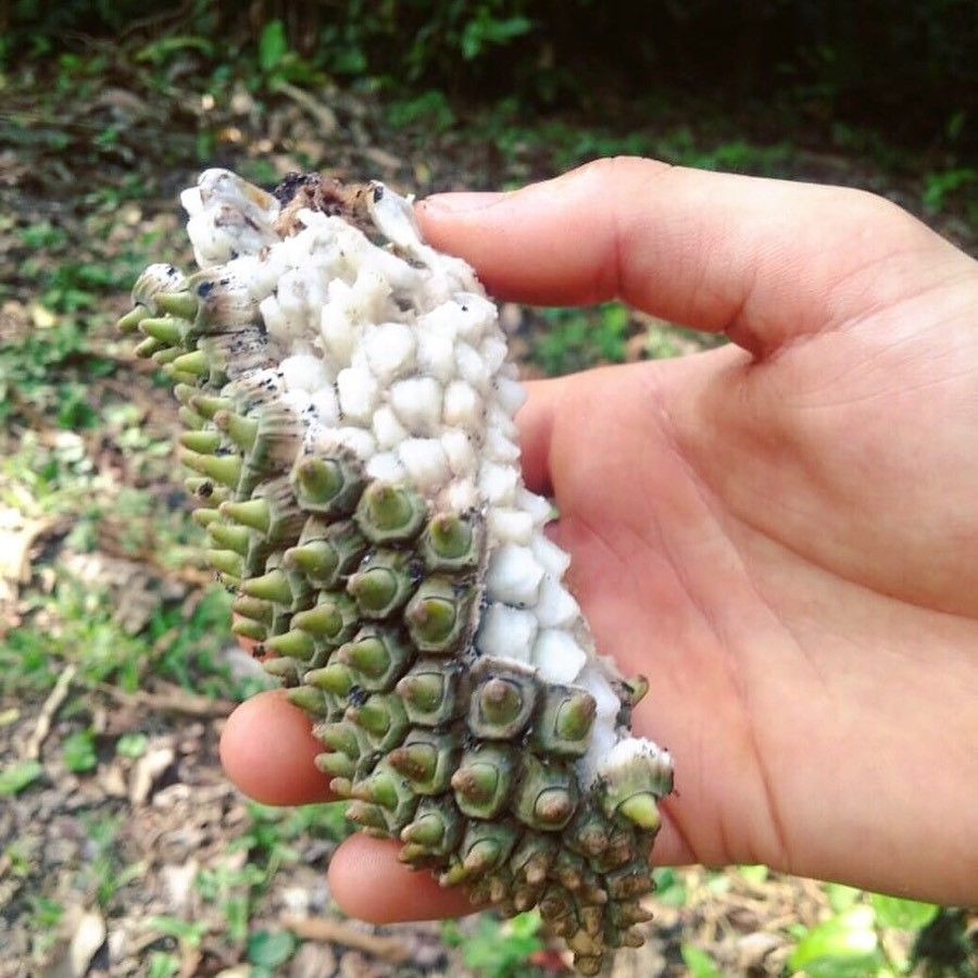 Monstera tuberculata fruit