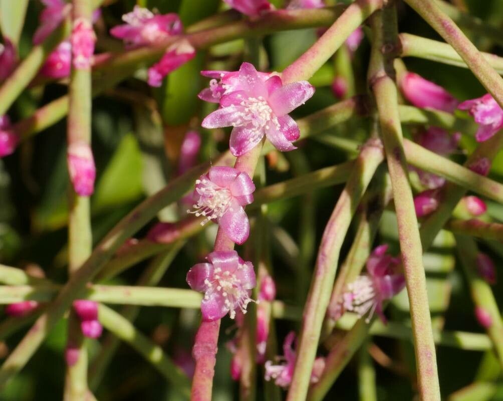 Rhipsalis hoelleri flower