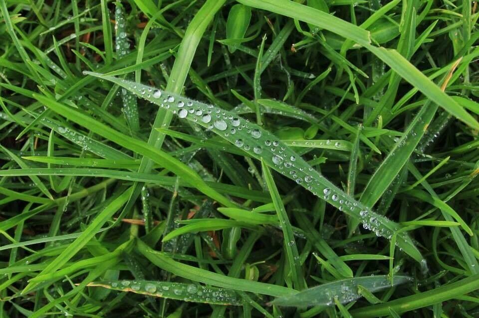 Alopecurus geniculatus — search result for 'Alopecurus'