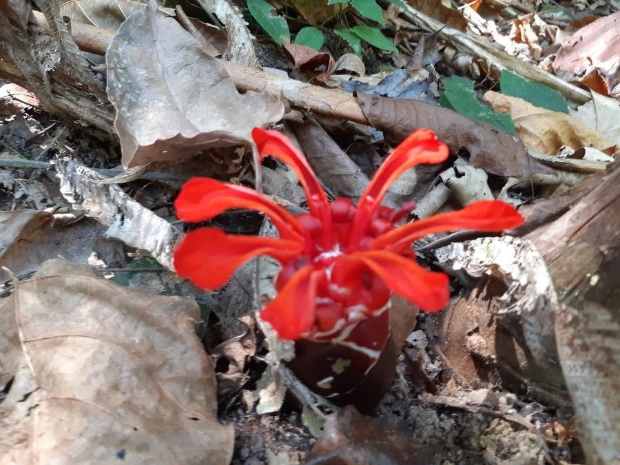 Etlingera araneosa — search result for 'Zingiberaceae'
