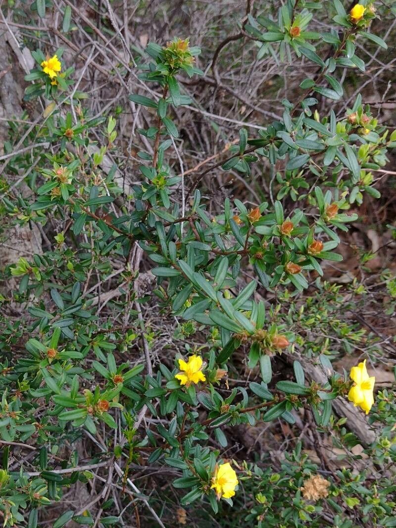 Hibbertia bracteata habit