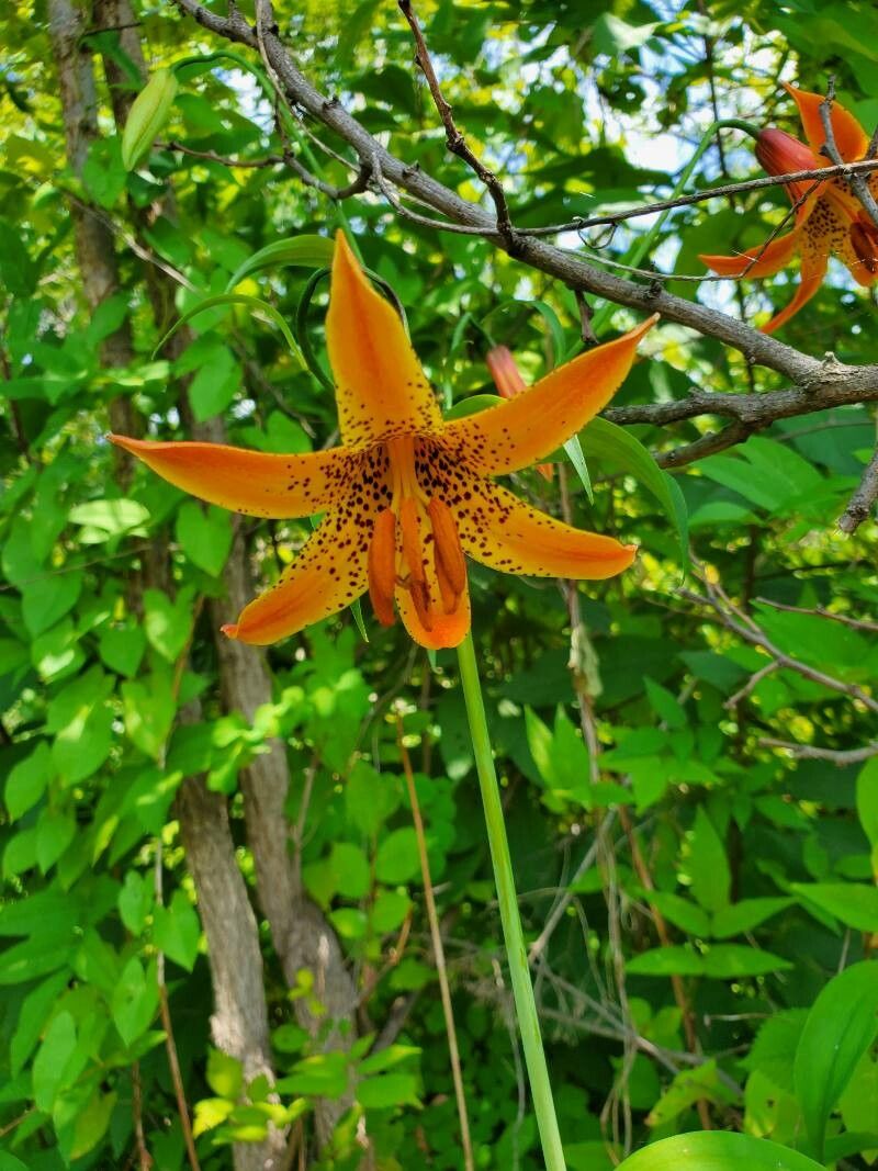 Lilium canadense flower
