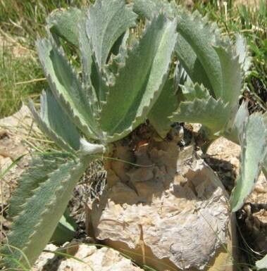 Cyphostemma seitzianum — search result for 'Cyphostemma'