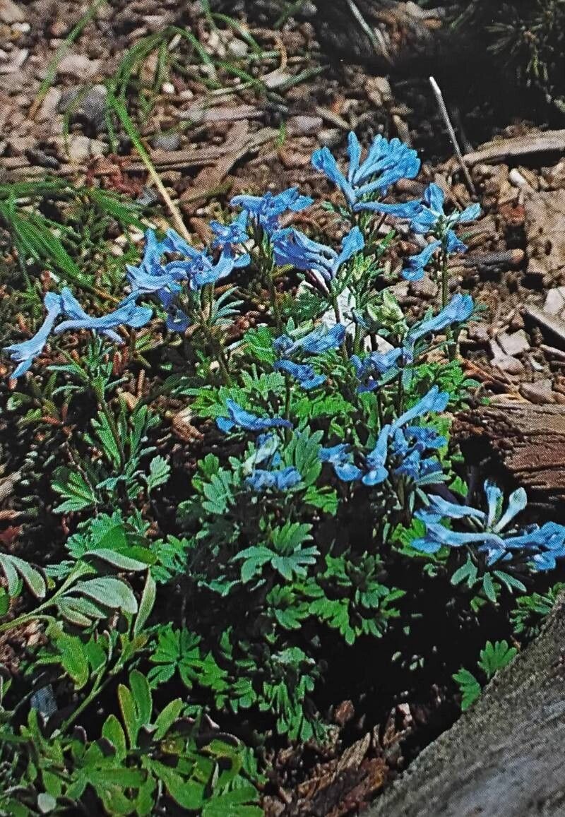 Corydalis cashmeriana — houseplant care guide