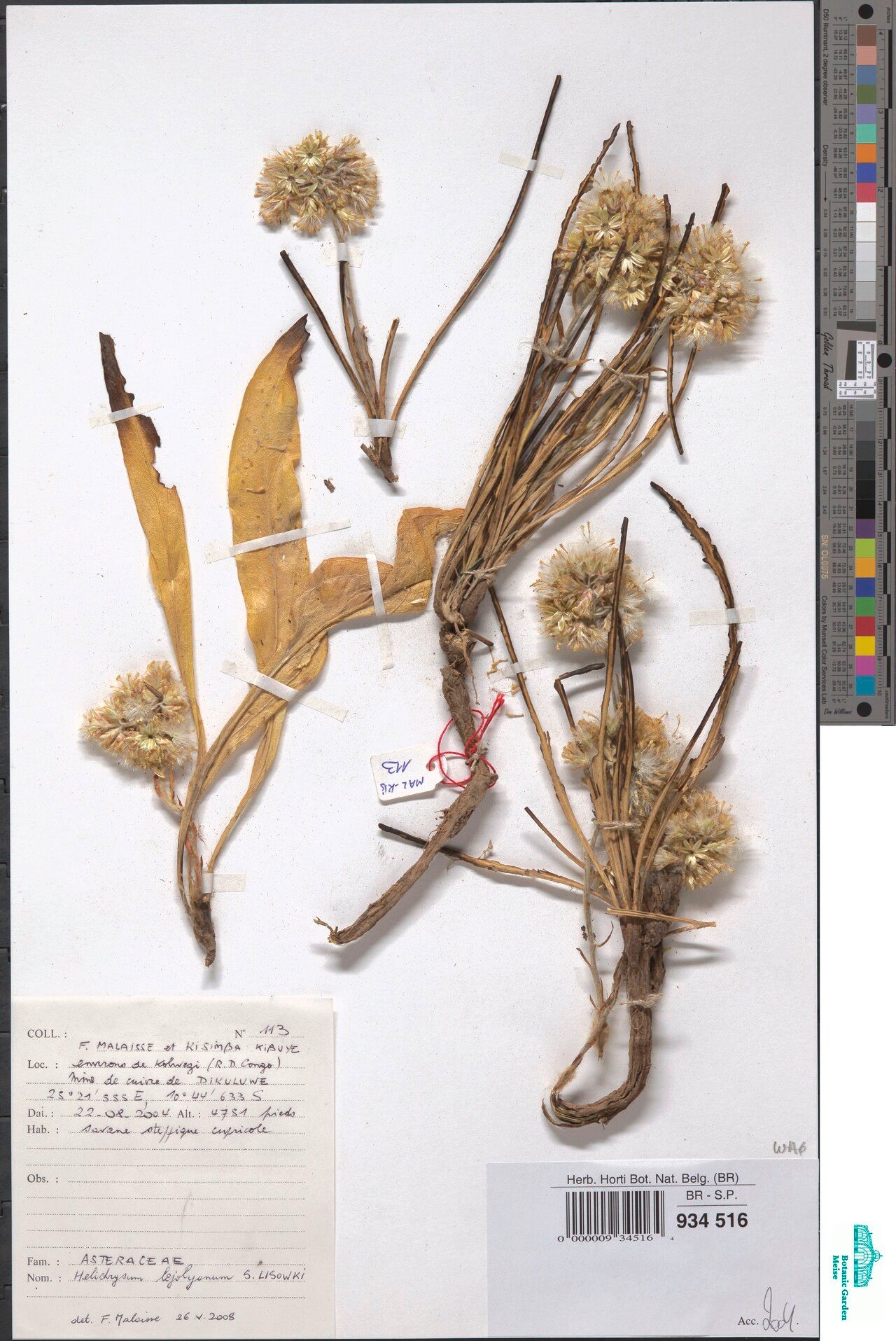 Helichrysum lejolyanum — search result for 'Helichrysum'