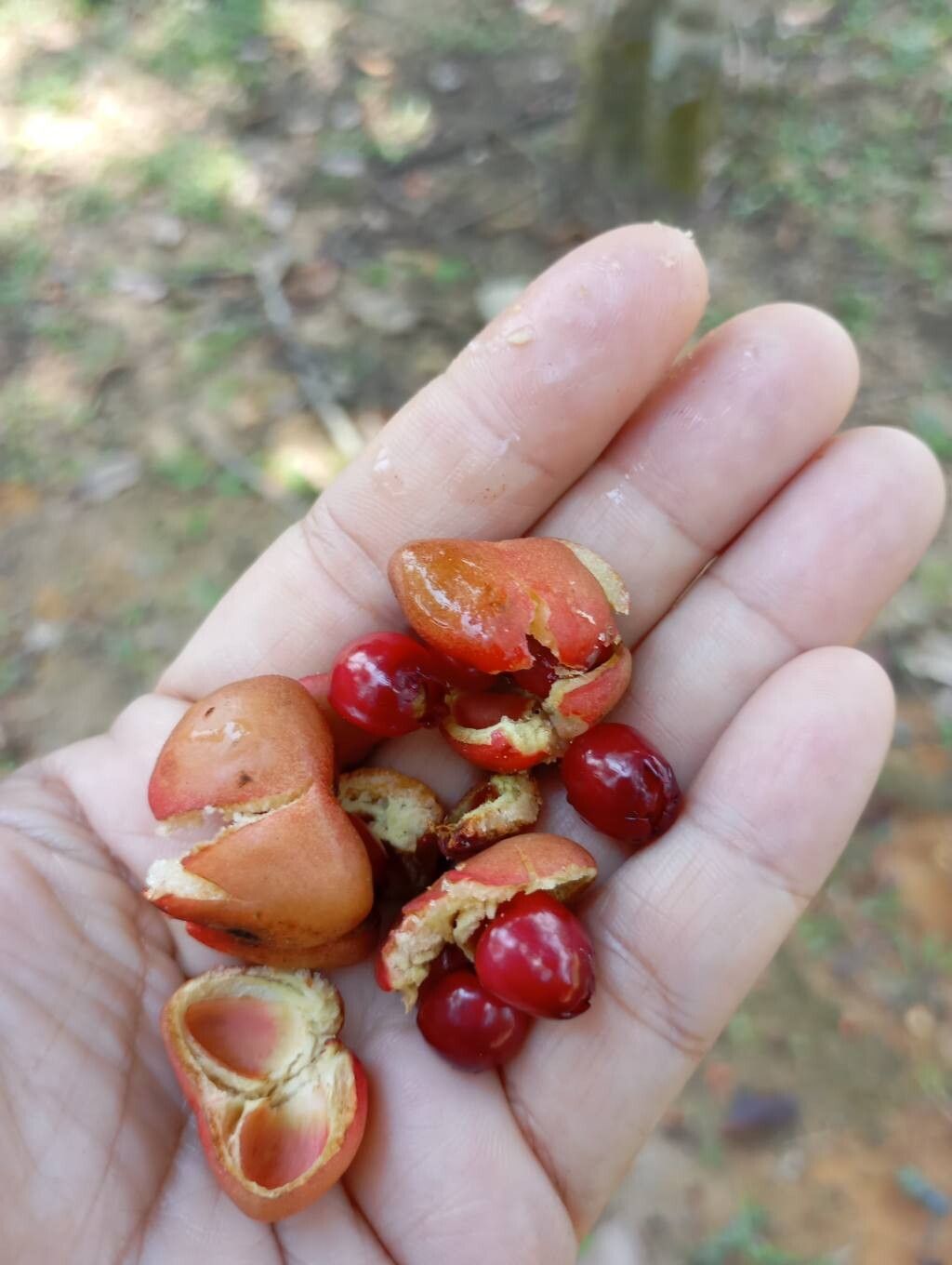 Bhesa paniculata fruit