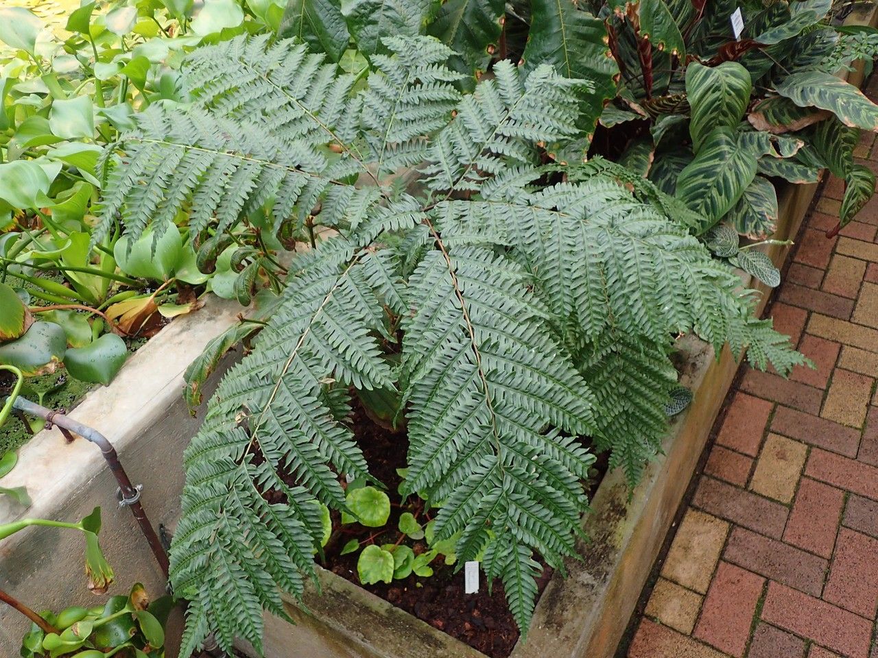 Pteris tripartita habit