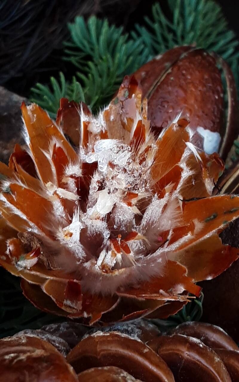 Leucospermum muirii — search result for 'Leucospermum'