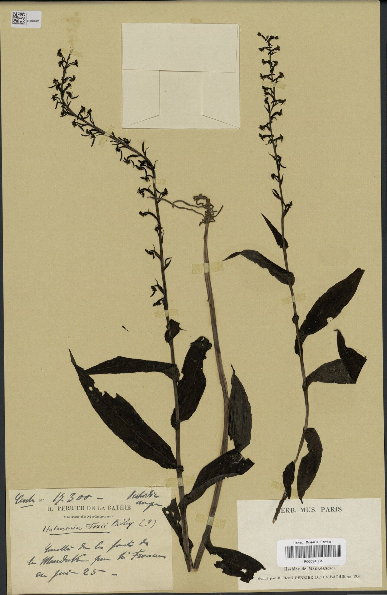 Habenaria foxii — houseplant care guide