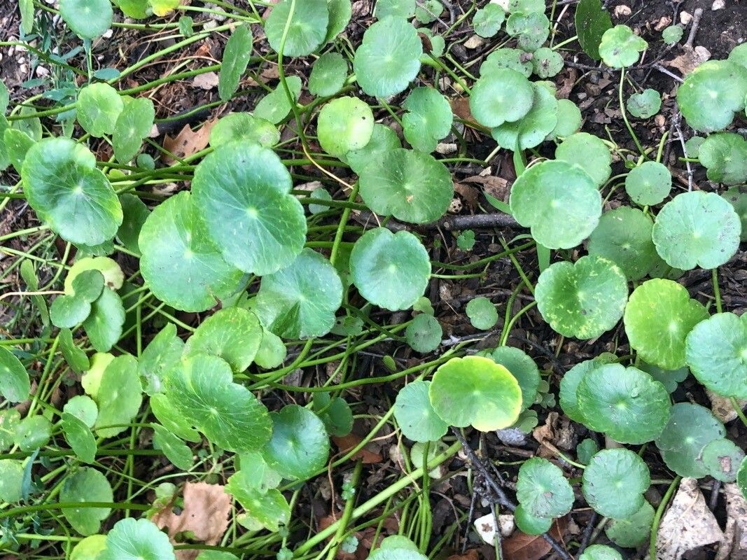 Hydrocotyle novae-zeelandiae — search result for 'Hydrocotyle'