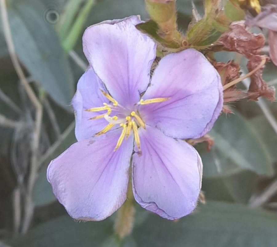 Tibouchina gracilis flower