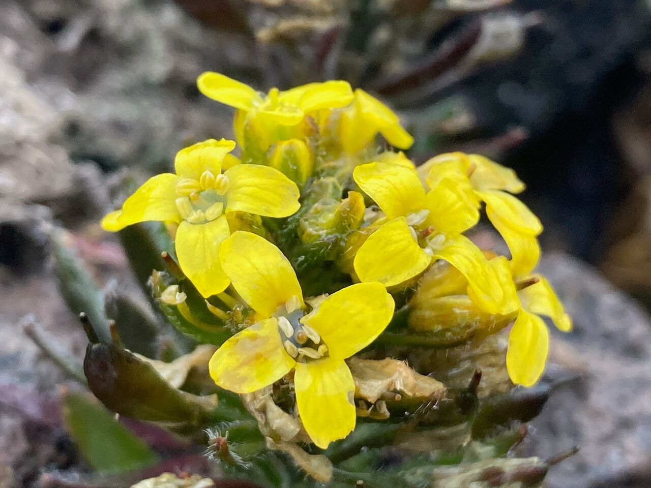 Draba pennell-hazenii flower