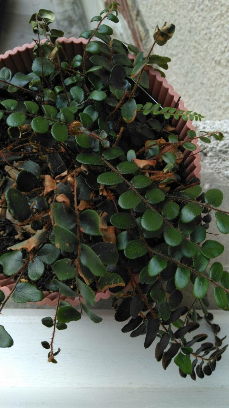 Pellaea rotundifolia habit