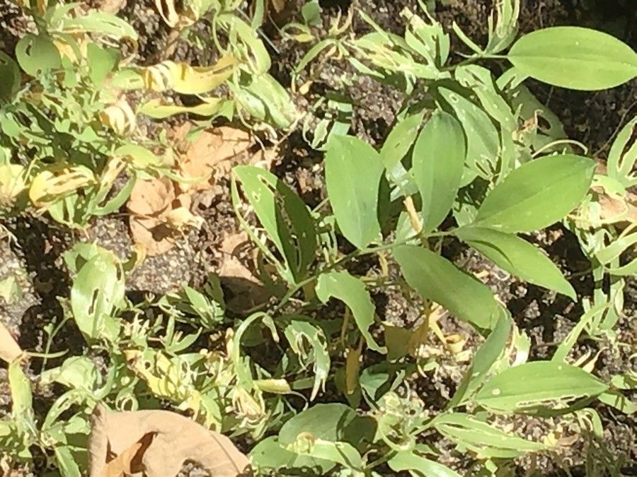 Polygonatum × hybridum — search result for 'Asparagaceae'