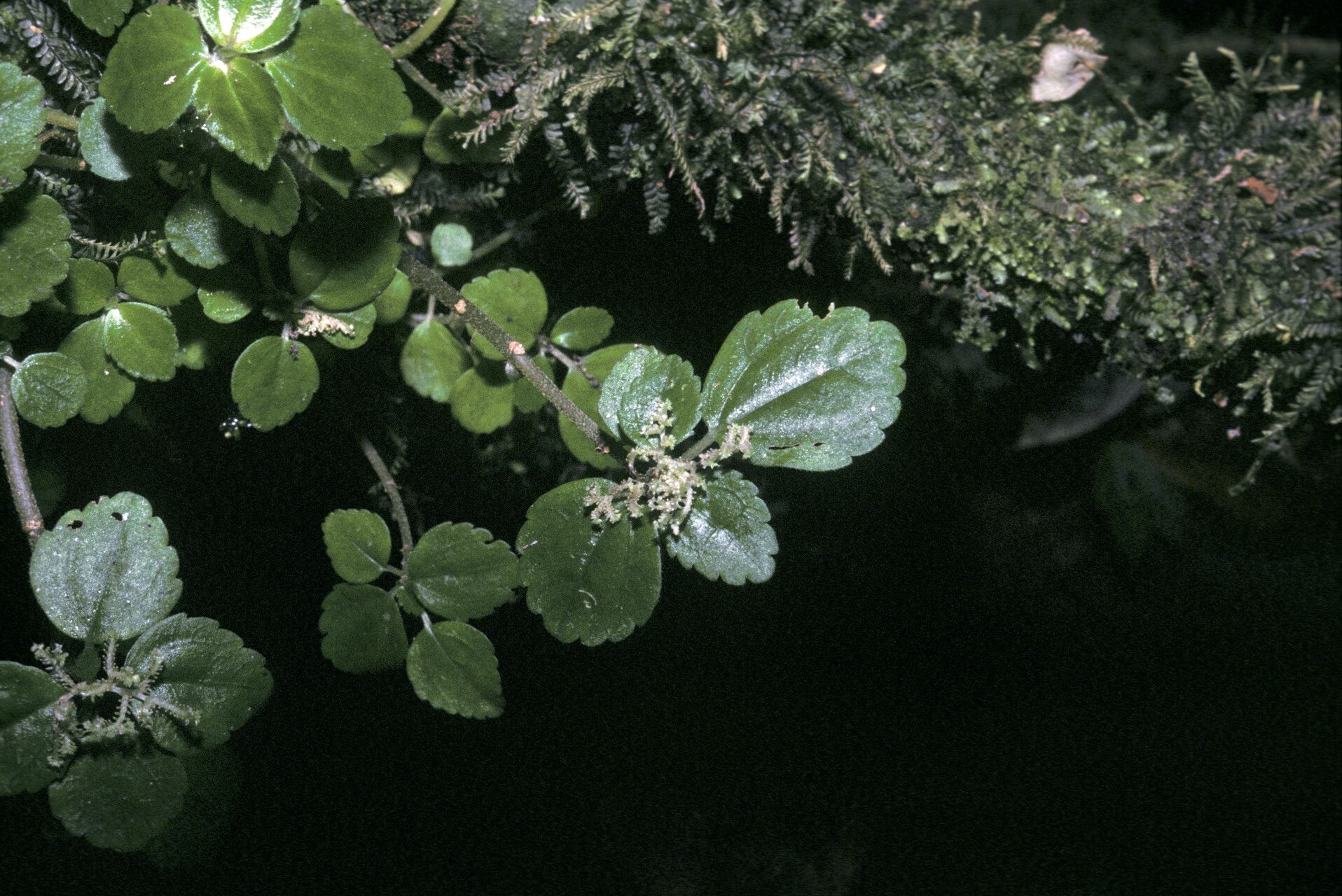 Pilea pubescens habit