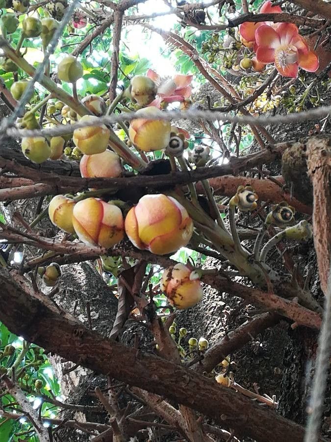 Couroupita guianensis flower