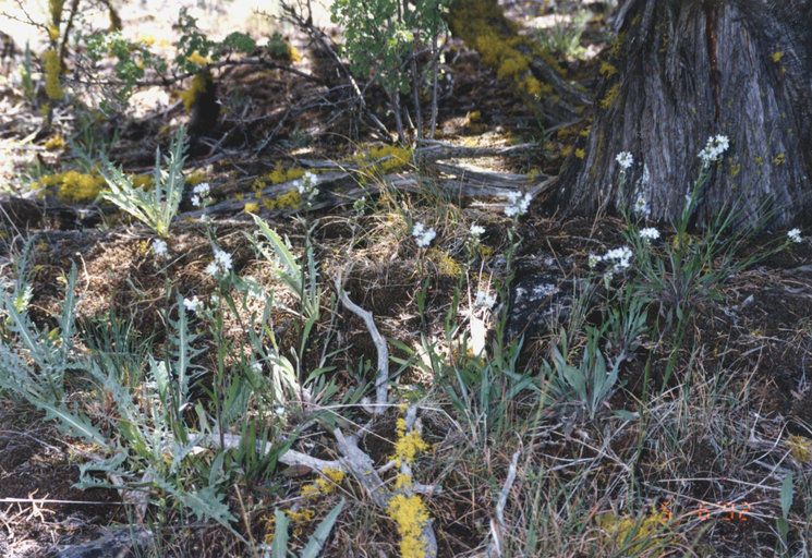 Hackelia cusickii habit