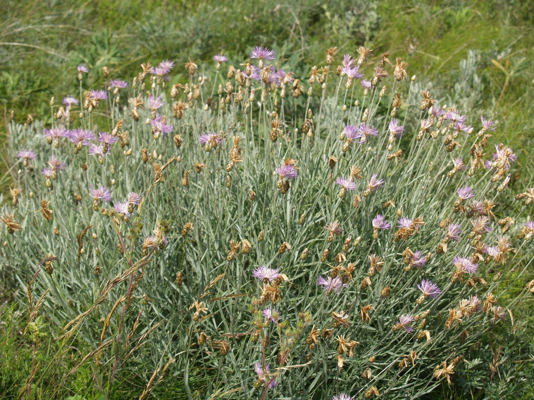 Centaurea trinervia flower