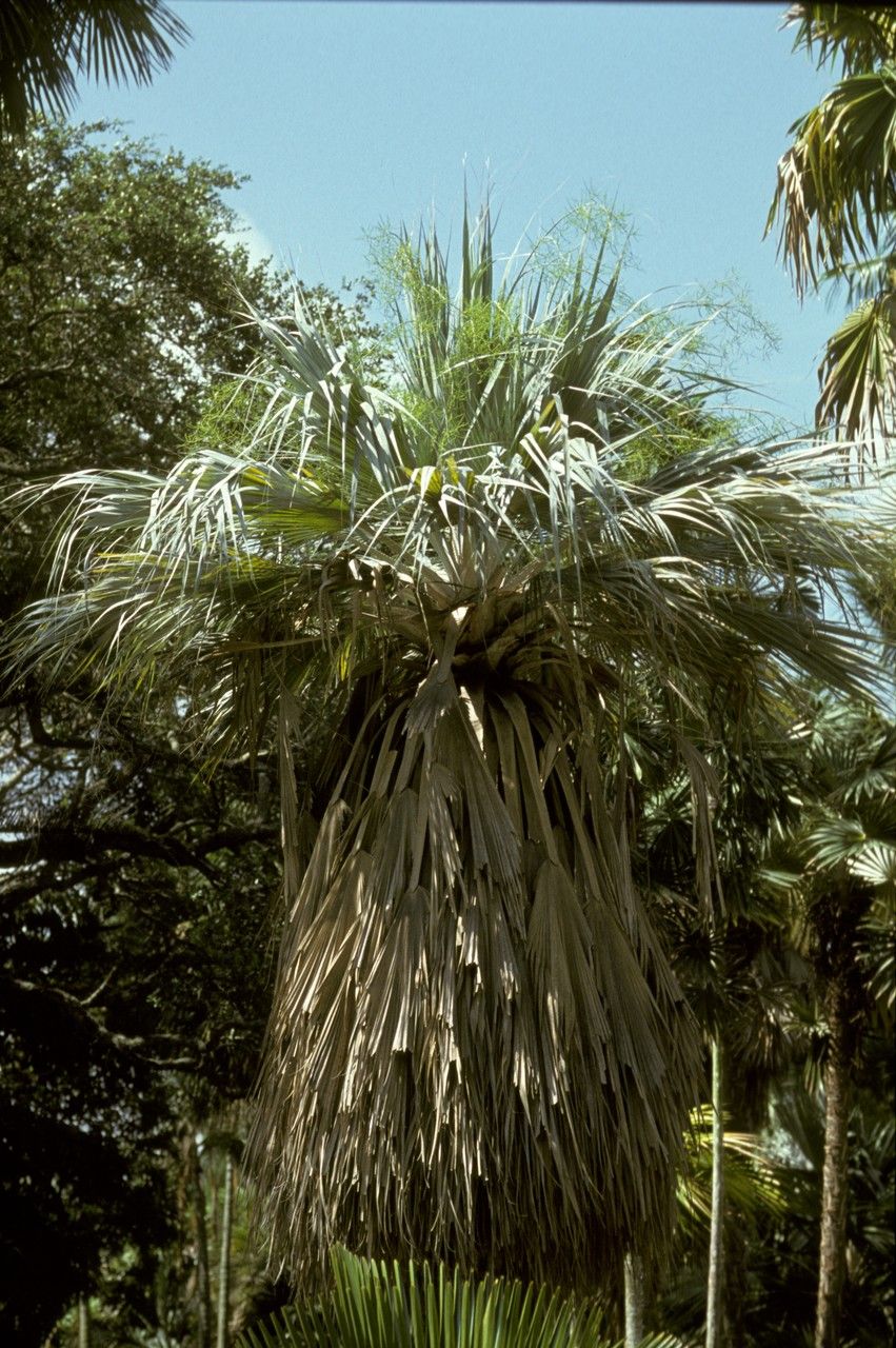 Copernicia ekmanii flower