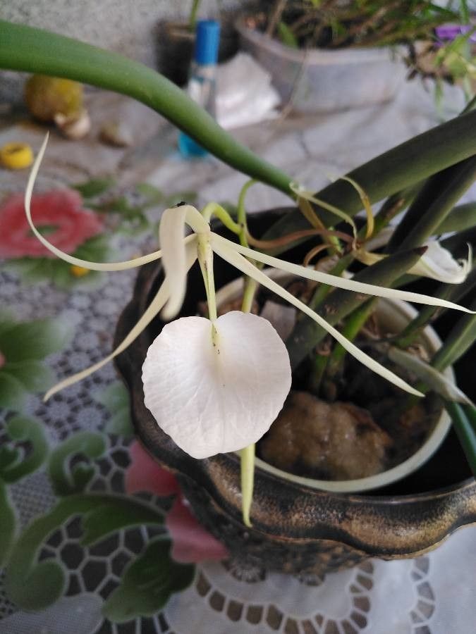 Brassavola acaulis flower