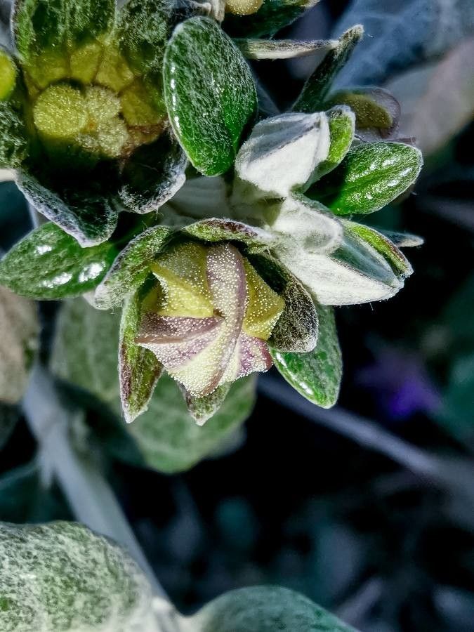 Teucrium fruticans fruit