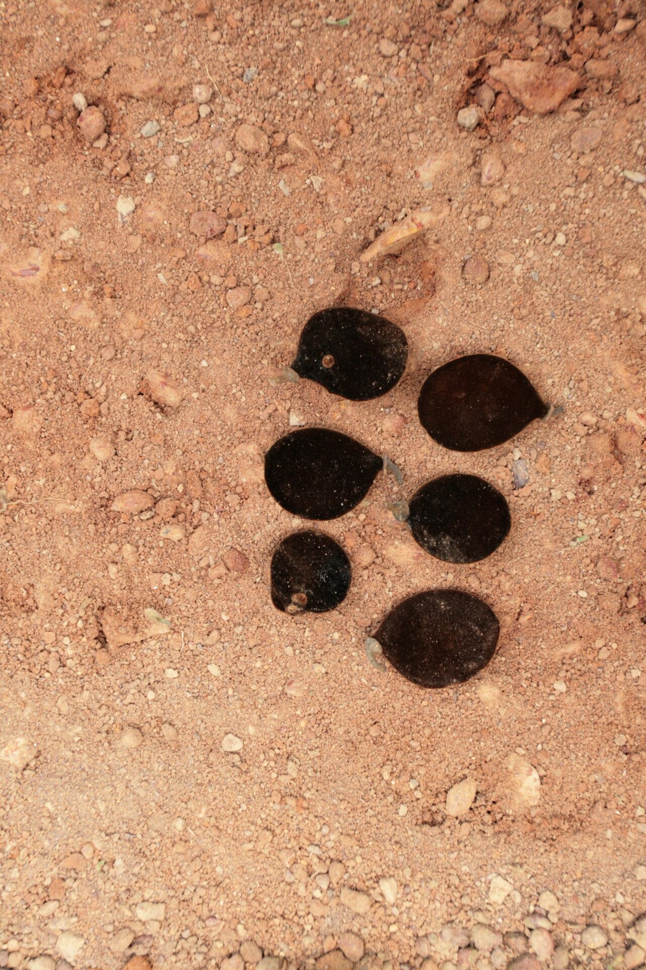 Dialium lopense fruit