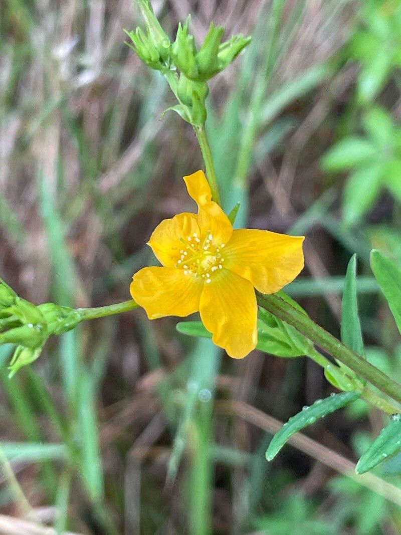 Hypericum brasiliense flower